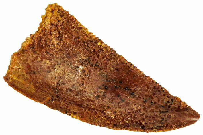 Serrated, Raptor Tooth - Real Dinosaur Tooth #296218